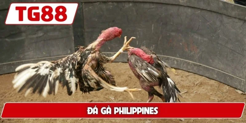 Trải Nghiệm Xem Đá Gà Philippines Cá Cược Siêu Kịch Tính 4 Đá gà Philippines